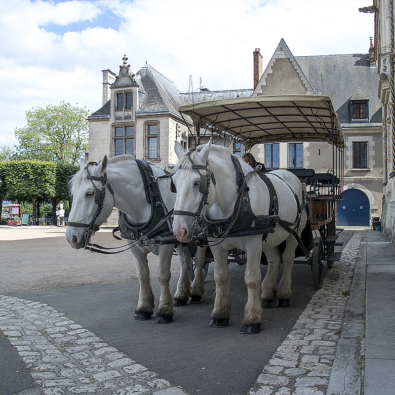 Tour Loire 05 - 201520150519_05195863 als Smartobjekt-1 Kopie.jpg - Die warten schon auf uns
